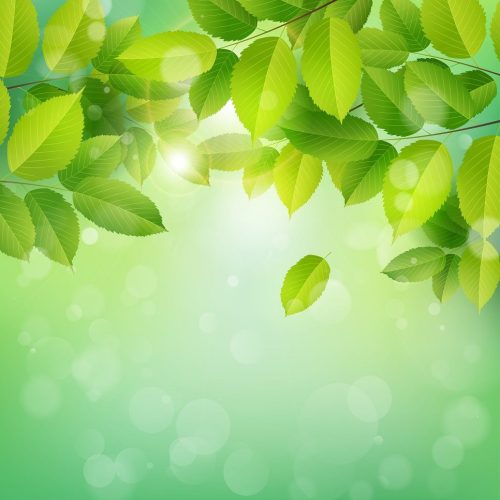 green_tree-min.jpg